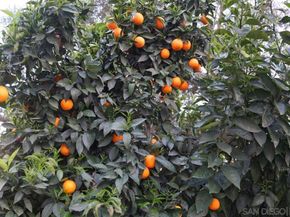 20135 Elm Ln, Escondido CA 92029