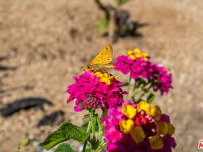 9806 S Van Ness Avenue, Los Angeles CA 90047