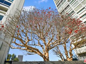 2222 Avenue Of The Stars 1203, Los Angeles CA 90067