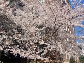 48-25 43rd Street 1J, Woodside NY 11377