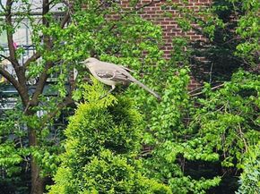 61-35 98th Street 15A, Rego Park NY 11374