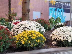 61-35 98th Street 15A, Rego Park NY 11374