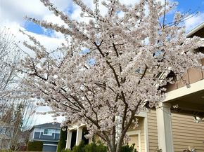 3215 170th Place SE, Bothell WA 98012