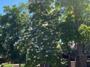 1145 S Williams Street, Denver CO 80210