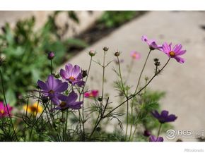125 Longs Peak Drive, Lyons CO 80540