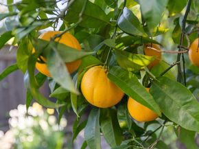 612 Hudson Street, Redwood City CA 94061