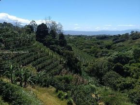 2626 Los Angeles, Heredia FL