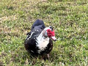 3080 N Course Dr 209, Pompano Beach FL 33069