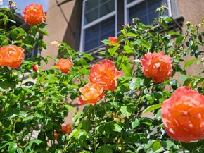3118 Fioli Way, San Ramon CA 94582