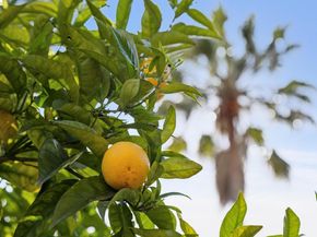 715 Hillgirt Cir, Oakland CA 94610