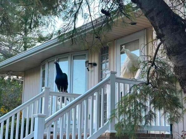 59 Hazelwood Drive, Jericho NY 11753