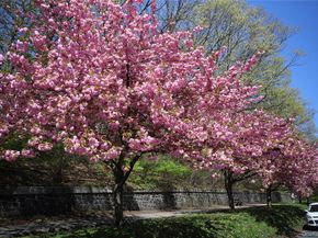 118-11 84th Avenue 503, Kew Gardens NY 11415
