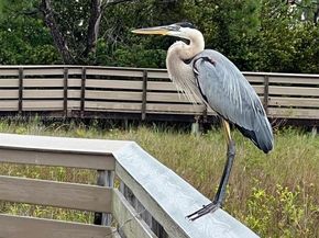 184 W Bay Cedar Cir, Jupiter FL 33458