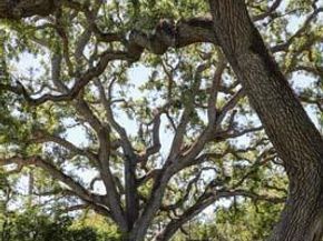 23 Bay Tree Lane, Los Altos CA 94022