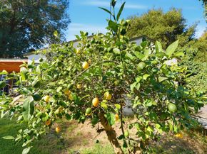 1908 Cooley Avenue, East Palo Alto CA 94303