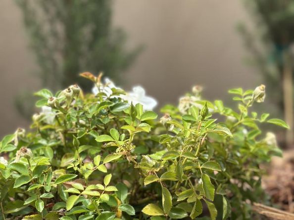 513 Union Avenue, Campbell CA 95008