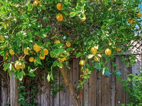 192 N Harold Avenue, Santa Clara CA 95050