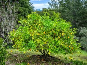 645 Skyward Drive, Aptos CA 95003