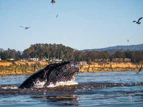 850 Park Avenue 5C, Capitola CA 95010