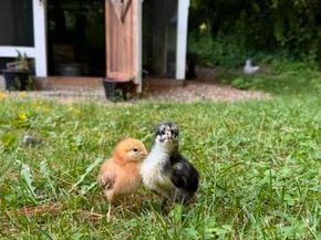 12 Campmeeting Rd, Topsfield MA 01983