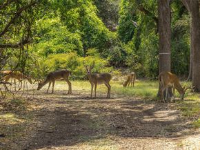 4101 Spicewood Springs RD, Austin TX 78759