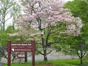 10280 Arizona Circle 63, Bethesda MD 20817