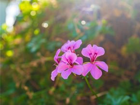 405 N Janss, Anaheim CA 92805