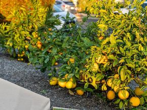 4540 E Talmadge Drive, San Diego CA 92116