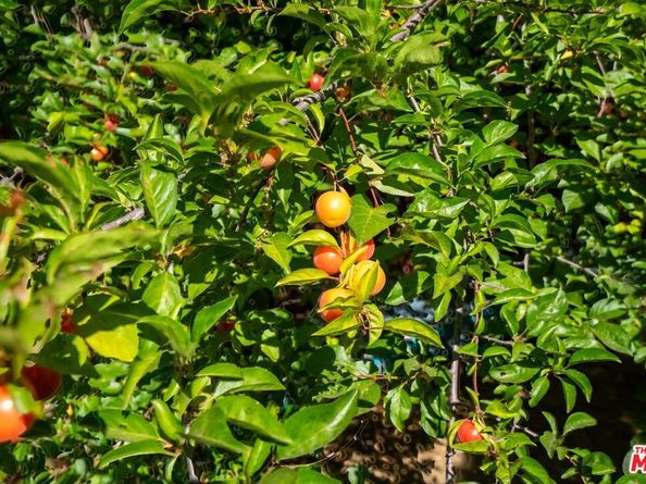 22068 Topanga School Road, Topanga CA 90290