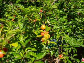 22068 Topanga School Road, Topanga CA 90290