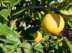 873 Cayley Ave, San Marcos CA 92069