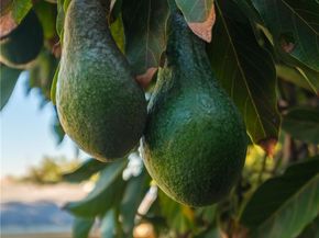 2432 W 237th Place, Torrance CA 90501