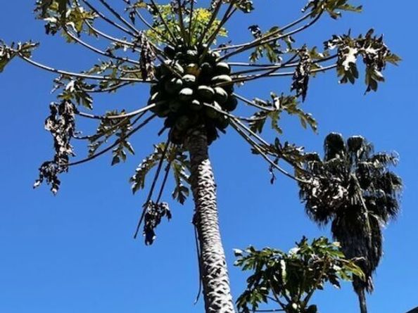 5633 La Mirada Avenue, Los Angeles CA 90038