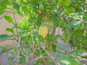 1772 Crescent Knolls Gln, Escondido CA 92029