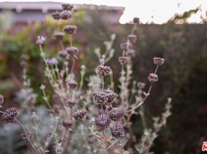 1809 N Rose Street, Burbank CA 91505