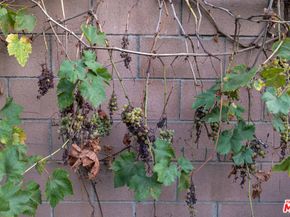 1809 N Rose Street, Burbank CA 91505