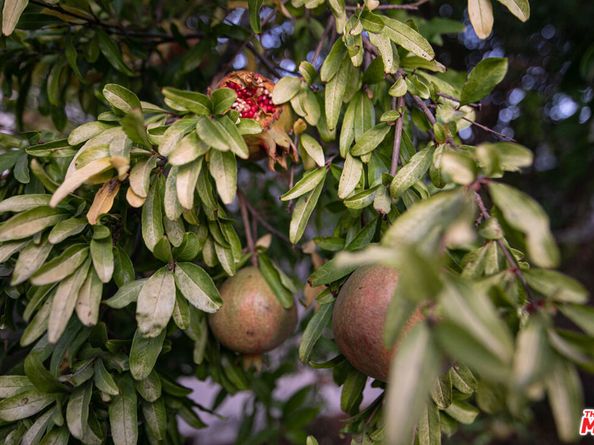 1809 N Rose Street, Burbank CA 91505