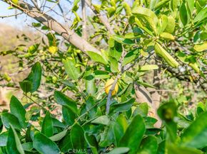 11020 Scoville Avenue, Sunland CA 91040