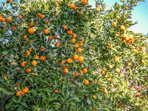 11020 Scoville Avenue, Sunland CA 91040