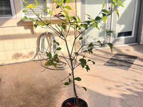 10831 Sandpiper Drive 188, Houston TX 77096