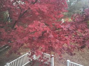 947 Caledonia Street, Philadelphia PA 19128