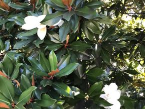 1239 Daleview Drive, Mclean VA 22102