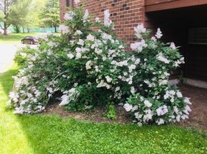 15 Davis Rd B11, Acton MA 01720