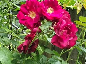 150 Webster Ave 3, Chelsea MA 02150