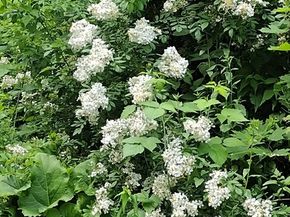 150 Webster Ave 3, Chelsea MA 02150