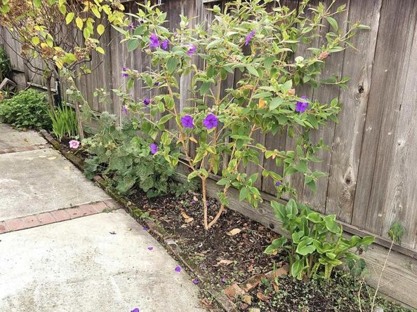 816 Madison St, Albany CA 94706