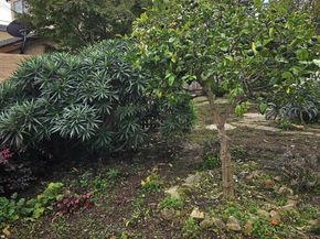 816 Madison St, Albany CA 94706