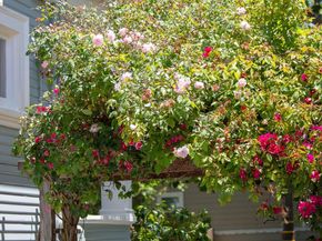 2238 California St, Berkeley CA 94703