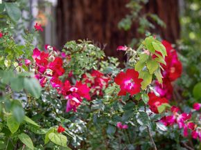 1825 Highland Pl. 1831, Berkeley CA 94709