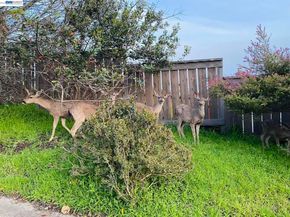 62 Wildwood Pl, El Cerrito CA 94530